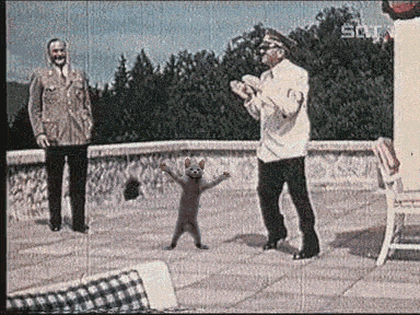 http://bunkstrutts.files.wordpress.com/2009/05/nazi-dance-cat_gif-bin.gif?w=450