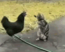 cat-bird_your-daily-gif-blog.gif