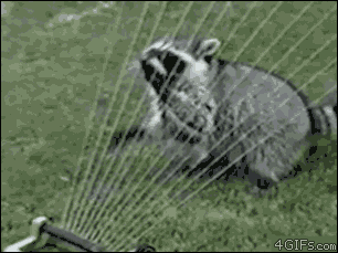 raccoon-water-harp.gif