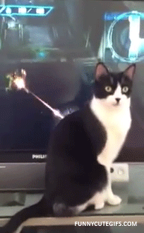 [Image: force-field-cat.gif]