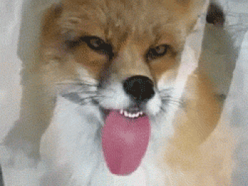 fox-tongue1.gif
