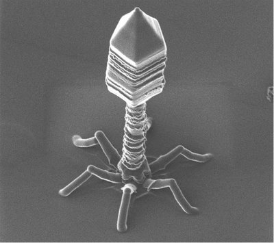 Virus Bacteriófago T4-bacteriophage_cafe-terra