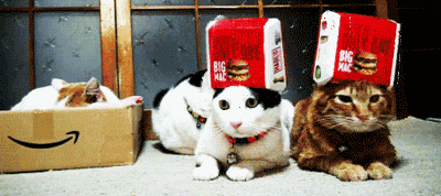 ping-pong-cats-31.gif?w=400&zoom=2