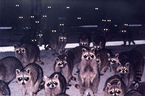 raccoon-horde.jpg