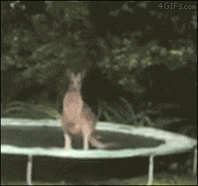 kangaroo-trampoloo.gif?w=450
