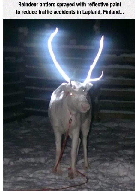 reindeer-finland.png?w=450&h=633
