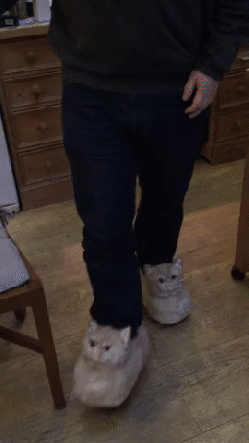 cat-slippers.gif?w=250&h=444