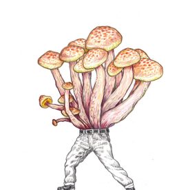 Fungi 16