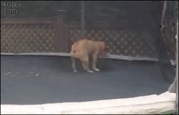 trampoline-dog-1.gif?w=450