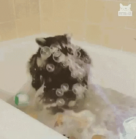 raccoon-bubbles.gif?w=450&h=457