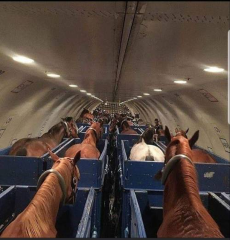 horses-on-a-plane.png?w=450&h=469